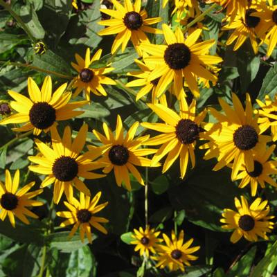 Orange Coneflower